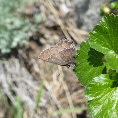 Callophrys mossii