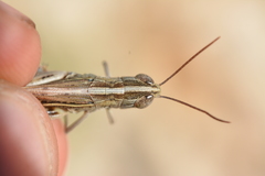Ramburiella hispanica