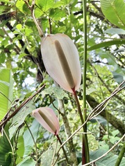 Anthurium formosum image