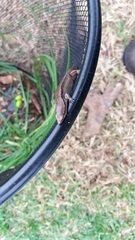 Oligosoma aeneum