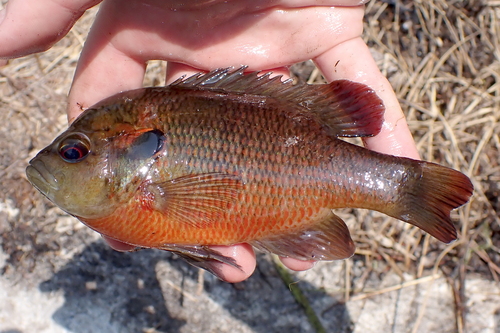 Redspotted Sunfish