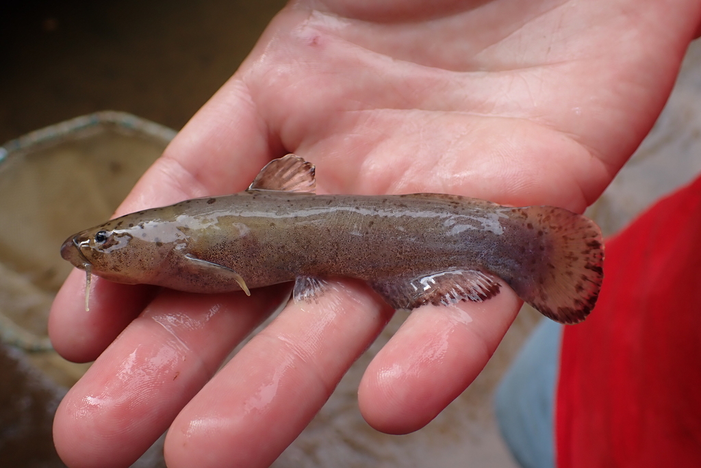 Brown madtom (Noturus phaeus) — Ictaluridae