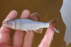 Bluntface Shiner photo 5