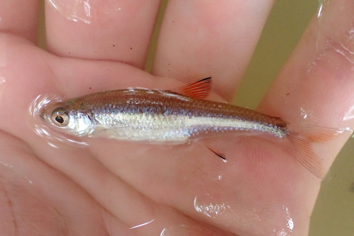Cherryfin Shiner