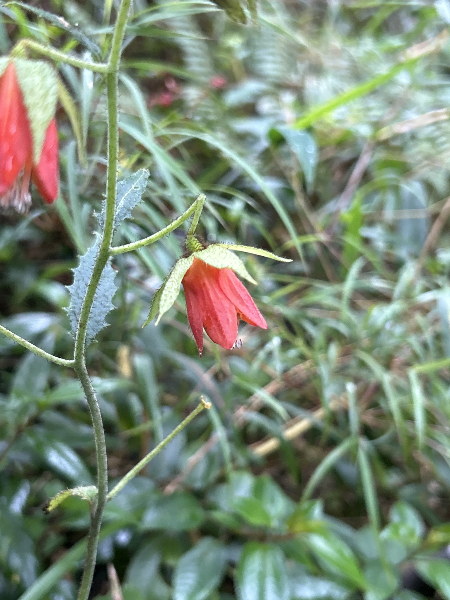 Loasaceae image