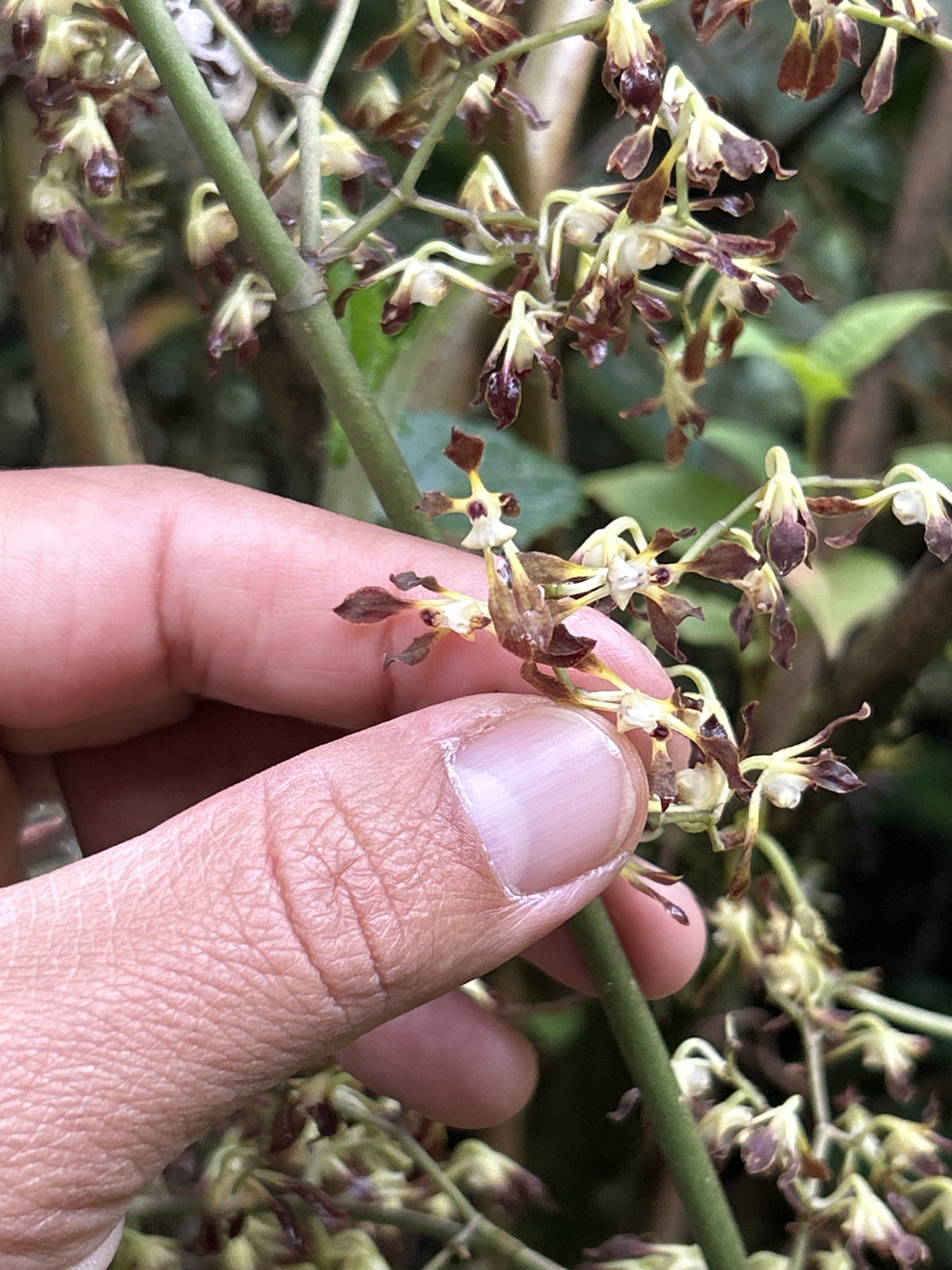 Cyrtochilum myanthum image