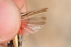 Ramburiella hispanica