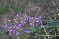 Penstemon fendleri