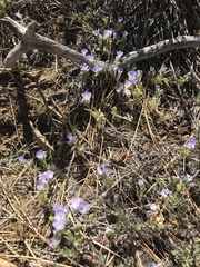 Phacelia curvipes