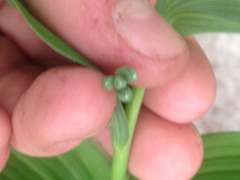 Polygonatum biflorum commutatum