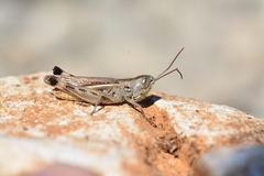 Ramburiella hispanica