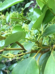 Griselinia