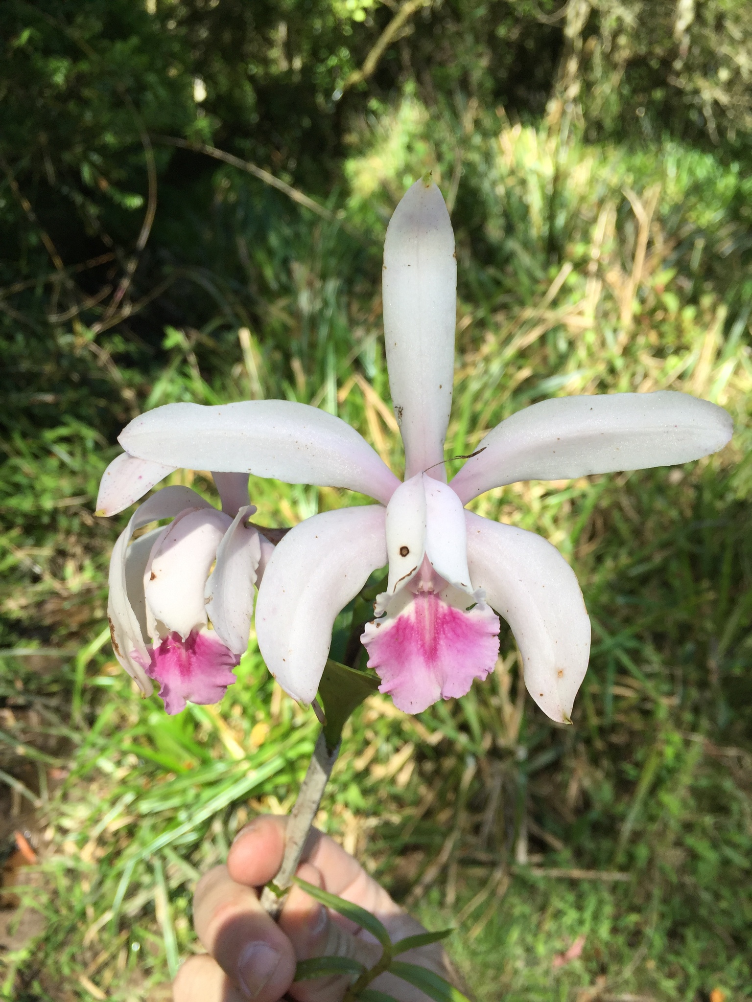 Cattleya intermedia