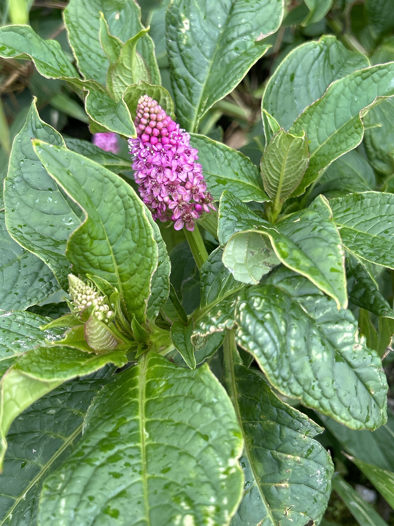 Phytolacca bogotensis image