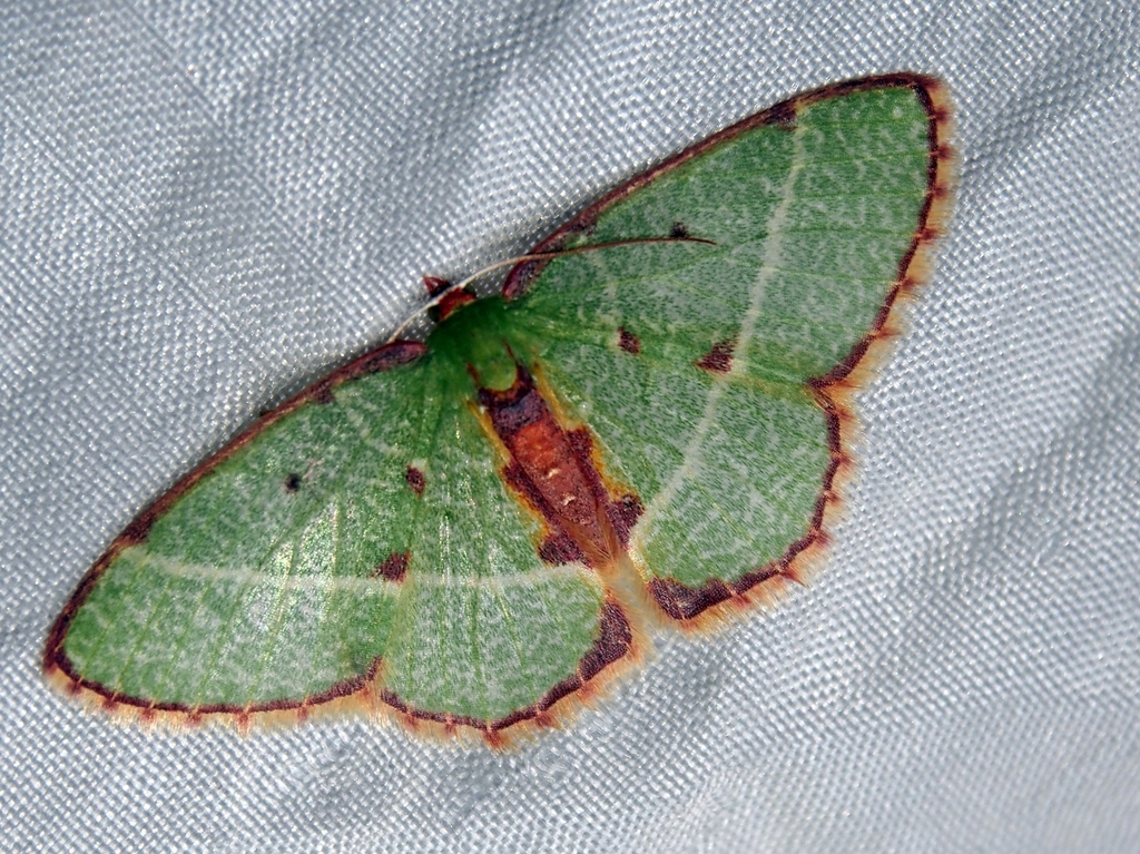 Nemoria vermiculata