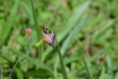 Heliopetes laviana