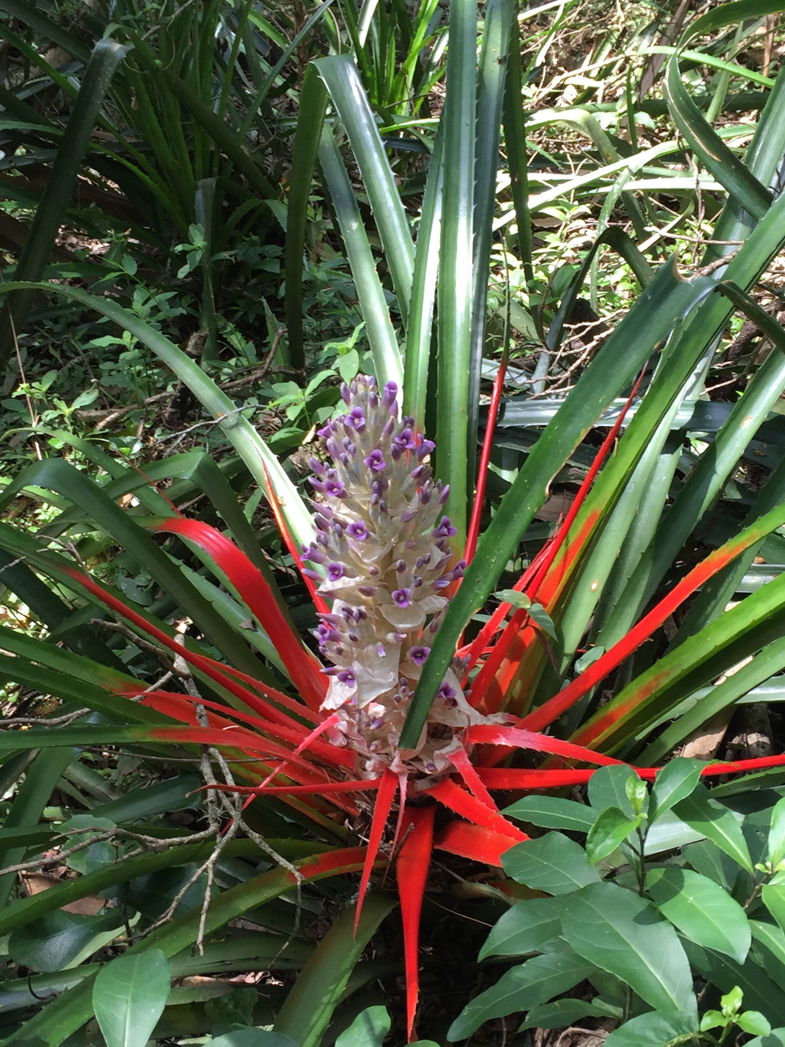 Bromelia antiacantha