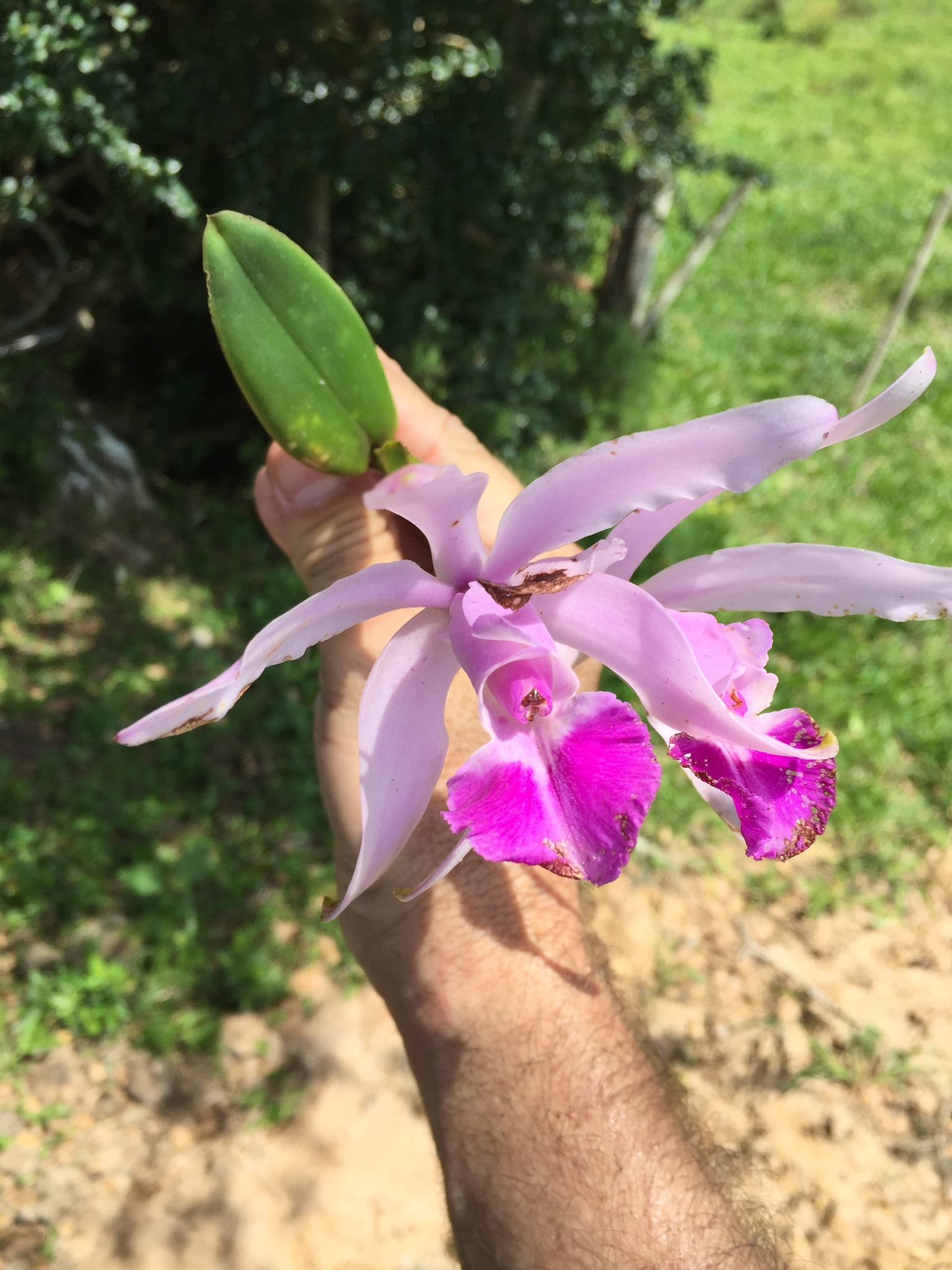 Cattleya intricata