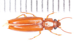 Ischyomius singularis