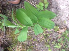 Polygonatum biflorum commutatum