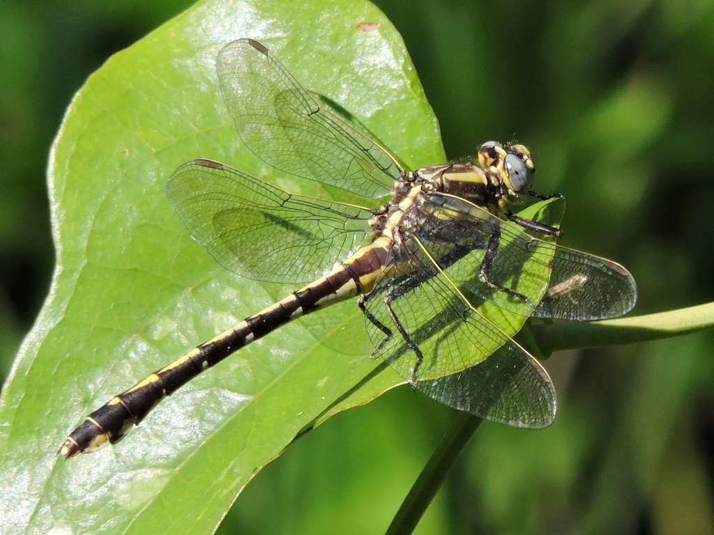 Plains Clubtail