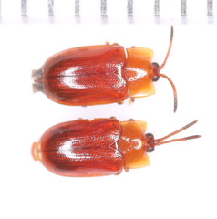 Cephaloleia dilaticollis