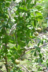 Bonellia macrocarpa macrocarpa