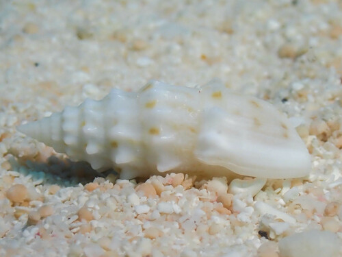 Otopleura nodicincta observed 2024-02-08