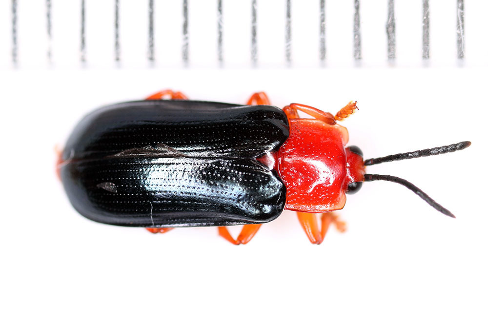 Cephaloleia princeps