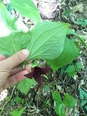 Trillium vaseyi