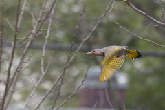 Colaptes auratus auratus