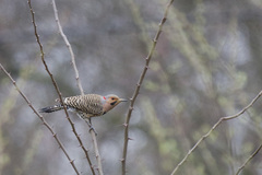 Colaptes auratus auratus