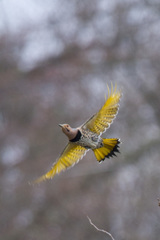 Colaptes auratus auratus