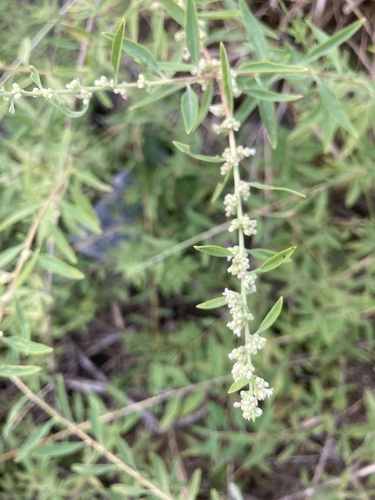 Image of Aloysia polystachya by (c) Facundo Chieffo, some rights reserved (CC BY)