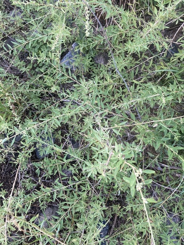 Aloysia polystachya, photograph 6