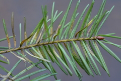 Contarinia pseudotsugae