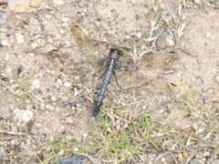 Orthetrum albistylum speciosum