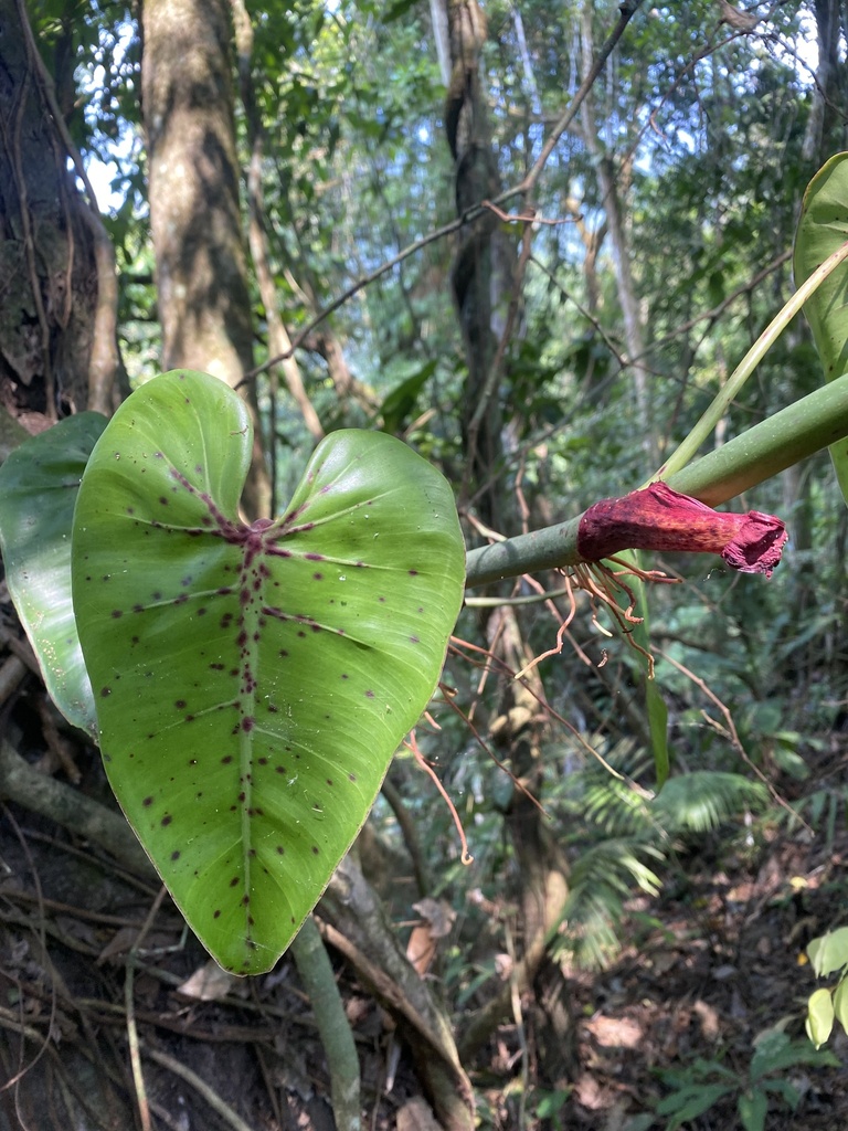 Philodendron purpureoviride