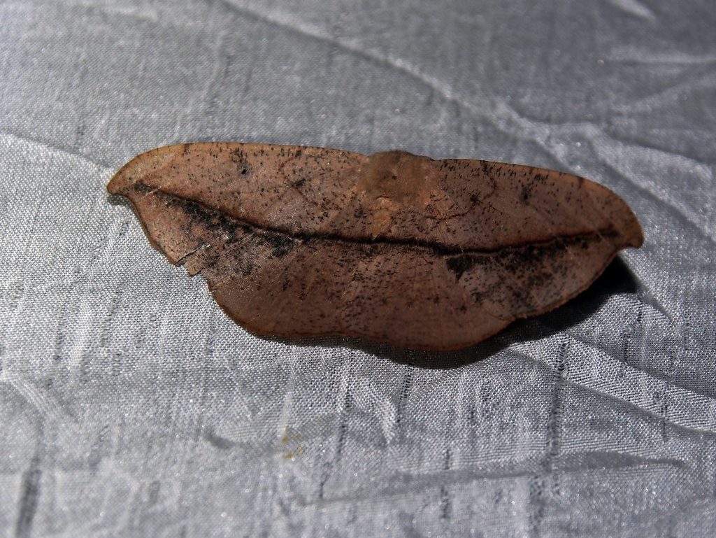 Patalene hamulata hamulata