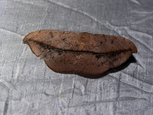 Patalene hamulata hamulata