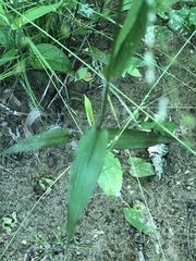 Dichanthelium latifolium