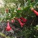 Galvezia grandiflora - Photo (c) Jeremy Flanagan,  זכויות יוצרים חלקיות (CC BY-NC), הועלה על ידי Jeremy Flanagan