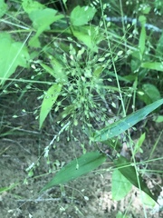 Dichanthelium latifolium