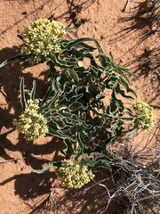 Asclepias macrosperma