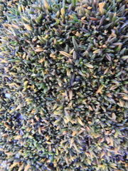 Azorelloideae