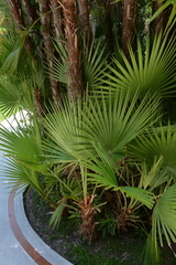 Acoelorraphe wrightii