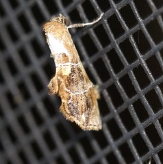 Arrade leucocosmalis