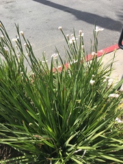 Dietes grandiflora