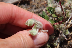 Psilocarphus tenellus