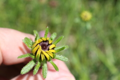 Rudbeckia